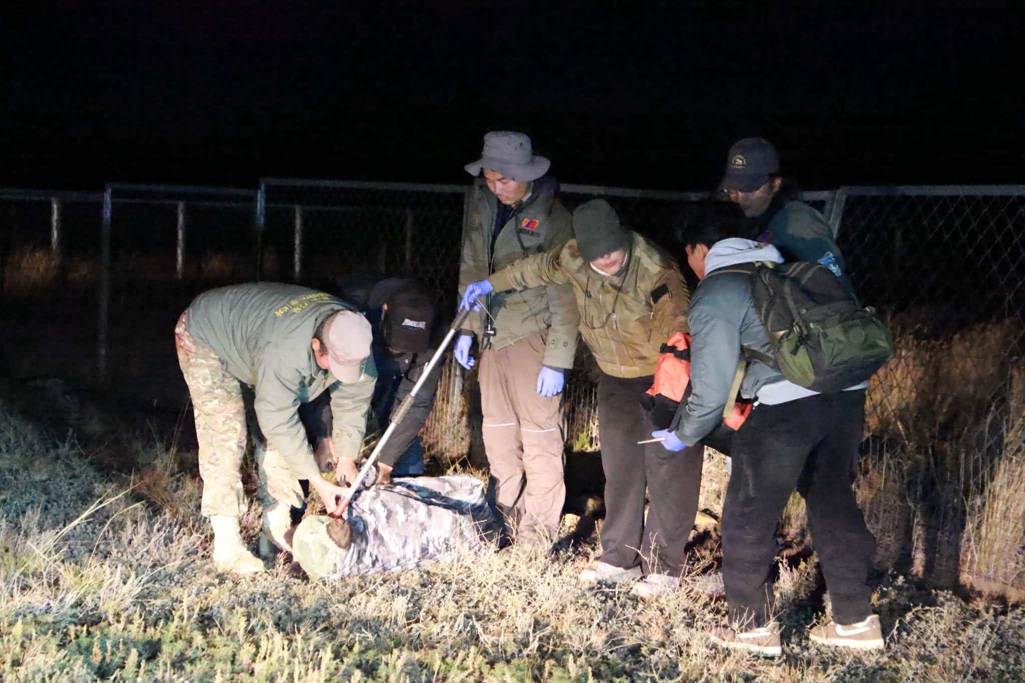 Баавгайг унтуулга буугаар нойрсуулж, аюулгүй тээвэрлэн суурьшлын бүсээс гаргажээ